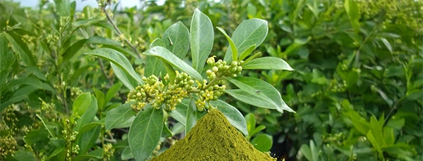 Gymnema Sylvestre