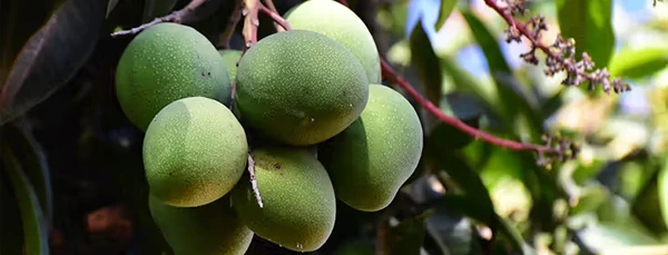 African Mango Extract